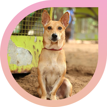 dog_image