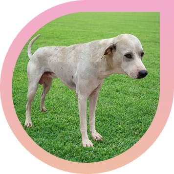 dog_image