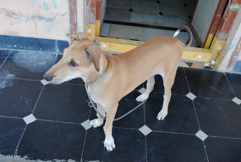 Pandikona