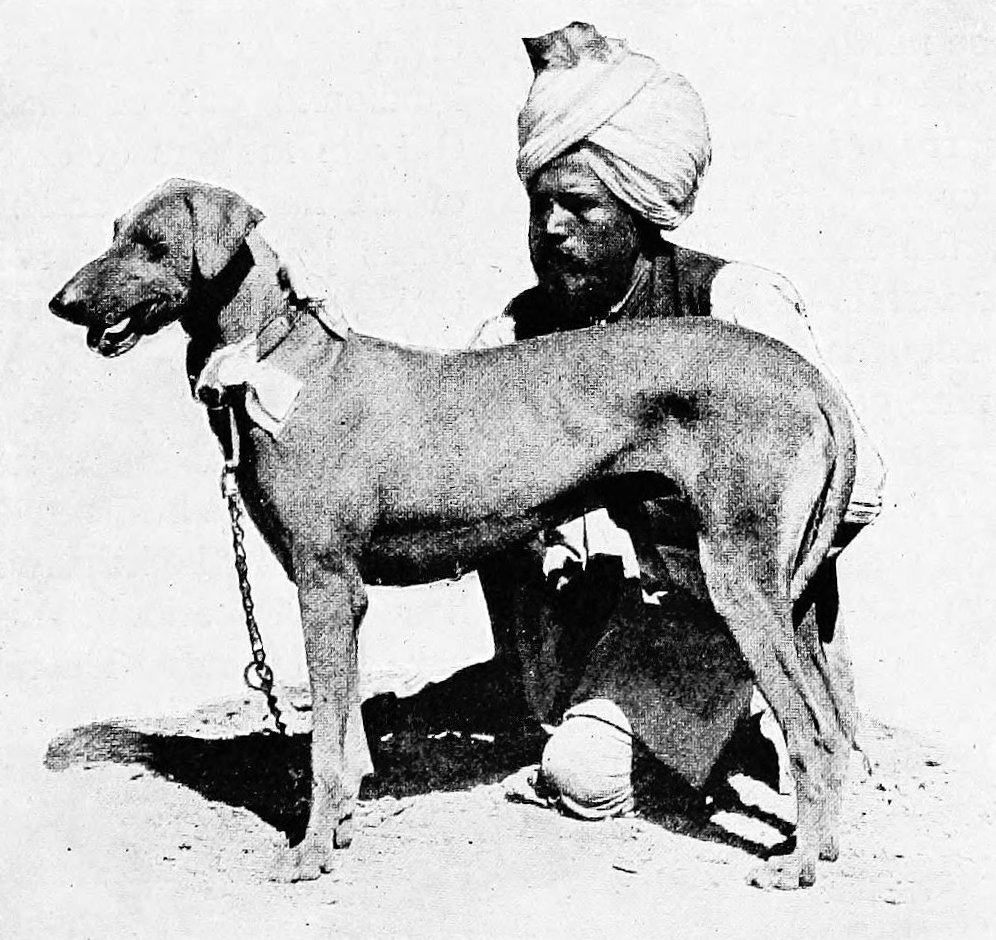 Rampur Greyhound
